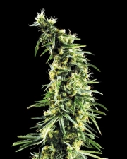 Hawaiian Snow – Greenhouse Seed Co – Feminisiert – Produktansicht 2