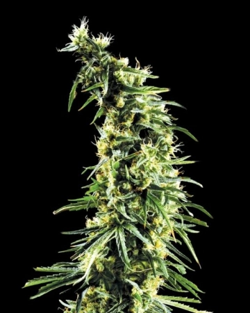 Hawaiian Snow Cannabisblüte – gewachsen aus Feminisierte Hanfsamen von Greenhouse Seed Co