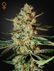Himalayan Gold – Greenhouse Seed Co – Feminisiert – Produktansicht 2