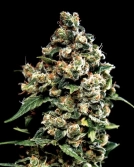 Jack Herer Cannabisblüte – gewachsen aus Feminisierte Hanfsamen von Greenhouse Seed Co