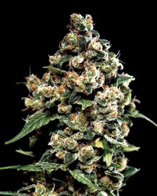 Jack Herer – Greenhouse Seed Co – Feminisiert