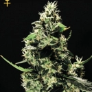 K train Cannabisblüte – gewachsen aus Feminisierte Hanfsamen von Greenhouse Seed Co