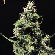 K train Cannabisblüte – gewachsen aus Feminisierte Hanfsamen von Greenhouse Seed Co