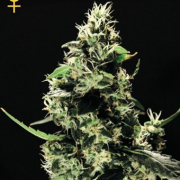 K train Cannabis Blüte - gewachsen aus Feminisierte Hanfsamen für den Anbau