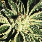 Kaia Kush Cannabisblüte – gewachsen aus Feminisierte Hanfsamen von Greenhouse Seed Co