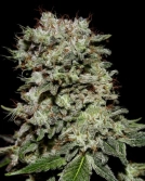 Kalashnikova Cannabisblüte – gewachsen aus Feminisierte Hanfsamen von Greenhouse Seed Co
