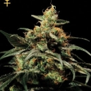 Kings Kush Cannabisblüte – gewachsen aus Feminisierte Hanfsamen von Greenhouse Seed Co