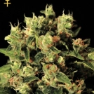 Ladyburn 1974 Cannabisblüte – gewachsen aus Feminisierte Hanfsamen von Greenhouse Seed Co