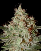 Lemon Skunk Cannabisblüte – gewachsen aus Feminisierte Hanfsamen von Greenhouse Seed Co