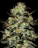 Moby Dick Cannabisblüte – gewachsen aus Feminisierte Hanfsamen von Greenhouse Seed Co