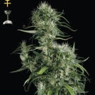 Neville Haze Cannabisblüte – gewachsen aus Feminisierte Hanfsamen von Greenhouse Seed Co