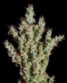 NL5 Haze Mist Cannabisblüte – gewachsen aus Feminisierte Hanfsamen von Greenhouse Seed Co