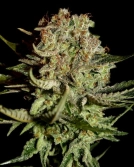 Super Bud Cannabisblüte – gewachsen aus Feminisierte Hanfsamen von Greenhouse Seed Co