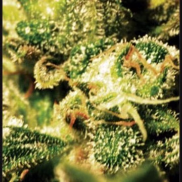 Super Critical Auto Cannabisblüte – gewachsen aus Automatic Hanfsamen von Greenhouse Seed Co