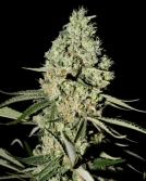 Super Critical Cannabisblüte – gewachsen aus Feminisierte Hanfsamen von Greenhouse Seed Co