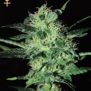 Super Critical Cannabis Blüte - gewachsen aus Feminisierte Hanfsamen für den Anbau