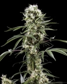 Super Lemon Haze Cannabisblüte – gewachsen aus Feminisierte Hanfsamen von Greenhouse Seed Co