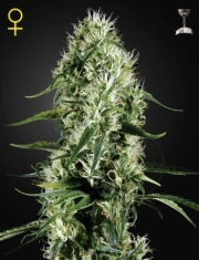 Super Silver Haze Cannabisblüte – gewachsen aus Feminisierte Hanfsamen von Greenhouse Seed Co