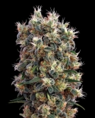 The Church Cannabisblüte – gewachsen aus Feminisierte Hanfsamen von Greenhouse Seed Co