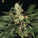 Train Wreck Cannabisblüte – gewachsen aus Feminisierte Hanfsamen von Greenhouse Seed Co