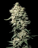 White Rhino Cannabisblüte – gewachsen aus Feminisierte Hanfsamen von Greenhouse Seed Co