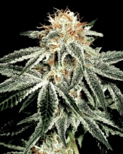 White Widow – Greenhouse Seed Co – Feminisiert – Produktansicht 2