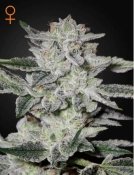 Sweet Valley Kush Cannabisblüte – gewachsen aus Feminisierte Hanfsamen von Greenhouse Seed Co