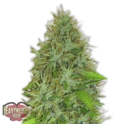 2 Fast 2 Vast Auto Cannabisblüte – gewachsen aus Feminisierte Hanfsamen von Heavyweight Seeds