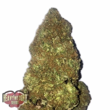 Auto Jackpot Cannabisblüte – gewachsen aus Automatic Hanfsamen von Heavyweight Seeds