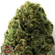 Auto Massive Midget Cannabisblüte – gewachsen aus Automatic Hanfsamen von Heavyweight Seeds