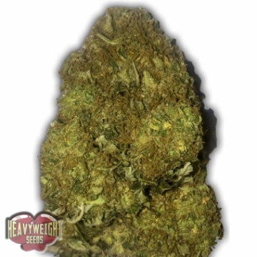 Auto Skunky Monkey Cannabisblüte – gewachsen aus Automatic Hanfsamen von Heavyweight Seeds