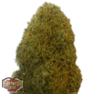 Champion Cannabisblüte – gewachsen aus Feminisierte Hanfsamen von Heavyweight Seeds