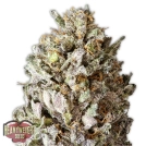 Diesel Drift Cannabisblüte – gewachsen aus Feminisierte Hanfsamen von Heavyweight Seeds