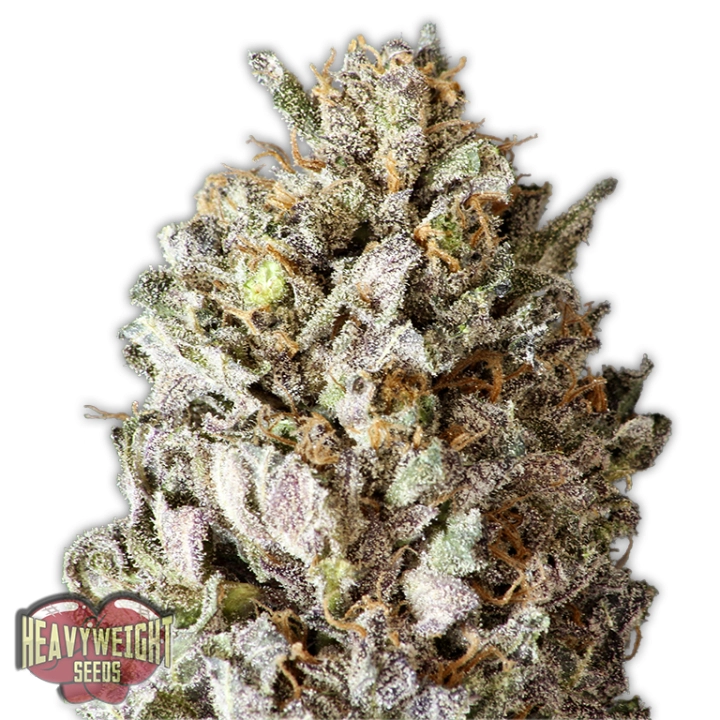 Diesel Drift – Heavyweight Seeds – Feminisiert