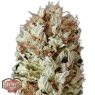 Extreme Impact Auto Cannabisblüte – gewachsen aus Automatic Hanfsamen von Heavyweight Seeds