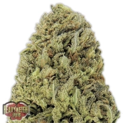 Fast And Vast Auto Cannabisblüte – gewachsen aus Feminisierte Hanfsamen von Heavyweight Seeds