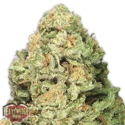 Fruit Punch Cannabisblüte – gewachsen aus Feminisierte Hanfsamen von Heavyweight Seeds