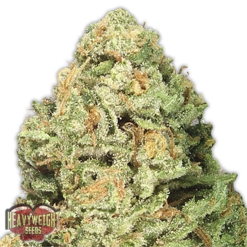 Fruit Punch Cannabisblüte – gewachsen aus Feminisierte Hanfsamen von Heavyweight Seeds