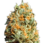 Fully Loaded Auto Cannabisblüte – gewachsen aus Automatic Hanfsamen von Heavyweight Seeds