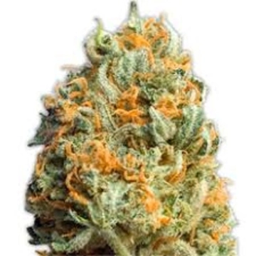 Fully Loaded Auto Cannabisblüte – gewachsen aus Automatic Hanfsamen von Heavyweight Seeds