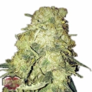 Gold Mine Cannabisblüte – gewachsen aus Automatic Hanfsamen von Heavyweight Seeds