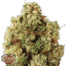 Green Ninja Cannabisblüte – gewachsen aus Feminisierte Hanfsamen von Heavyweight Seeds