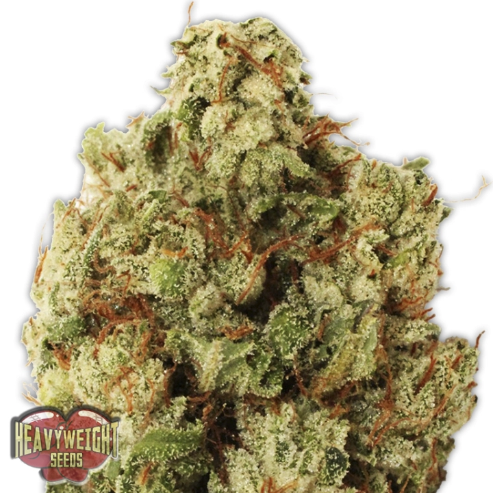 Green Ninja – Heavyweight Seeds – Feminisiert