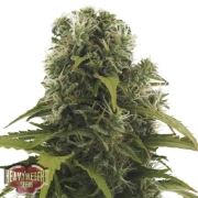 High Density Auto Cannabisblüte – gewachsen aus Automatic Hanfsamen von Heavyweight Seeds