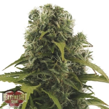High Density Auto Cannabisblüte – gewachsen aus Automatic Hanfsamen von Heavyweight Seeds