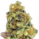 K.O. Kush Cannabisblüte – gewachsen aus Feminisierte Hanfsamen von Heavyweight Seeds