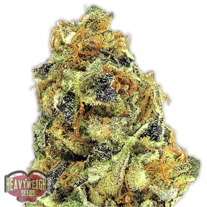 K.O. Kush – Heavyweight Seeds – Feminisiert