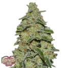Lemon Cake Cannabisblüte – gewachsen aus Feminisierte Hanfsamen von Heavyweight Seeds