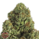 Midnight Mass Cannabisblüte – gewachsen aus Feminisierte Hanfsamen von Heavyweight Seeds
