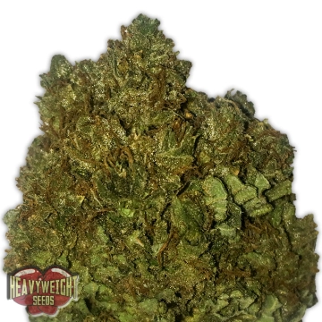 Money Bush Cannabisblüte – gewachsen aus Feminisierte Hanfsamen von Heavyweight Seeds